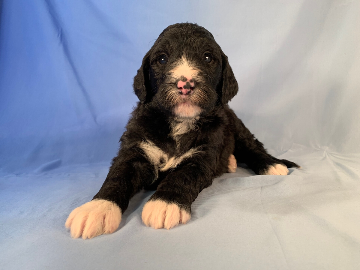 Female Black and White Bernedoodle With Pink Nose DOB 10-11-2020